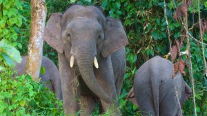 Borneo elephantElephas maximus borneensis