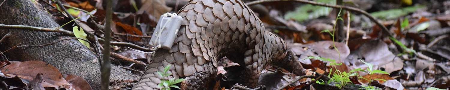 Sunda pangolin (Manis javanica) Sunda pangolin (Manis javanica)
