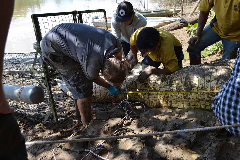 Research on crocodiles at DGFC