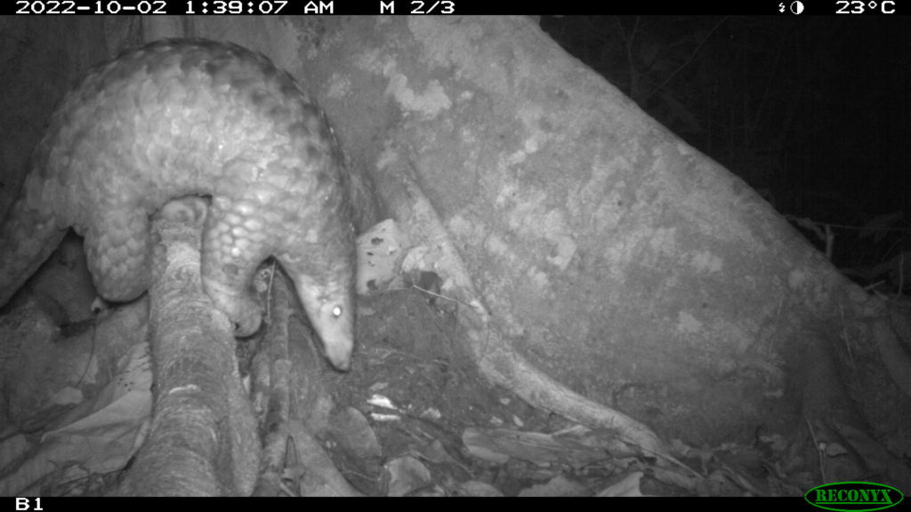 Pangolin project allows better understanding of viral transmissions