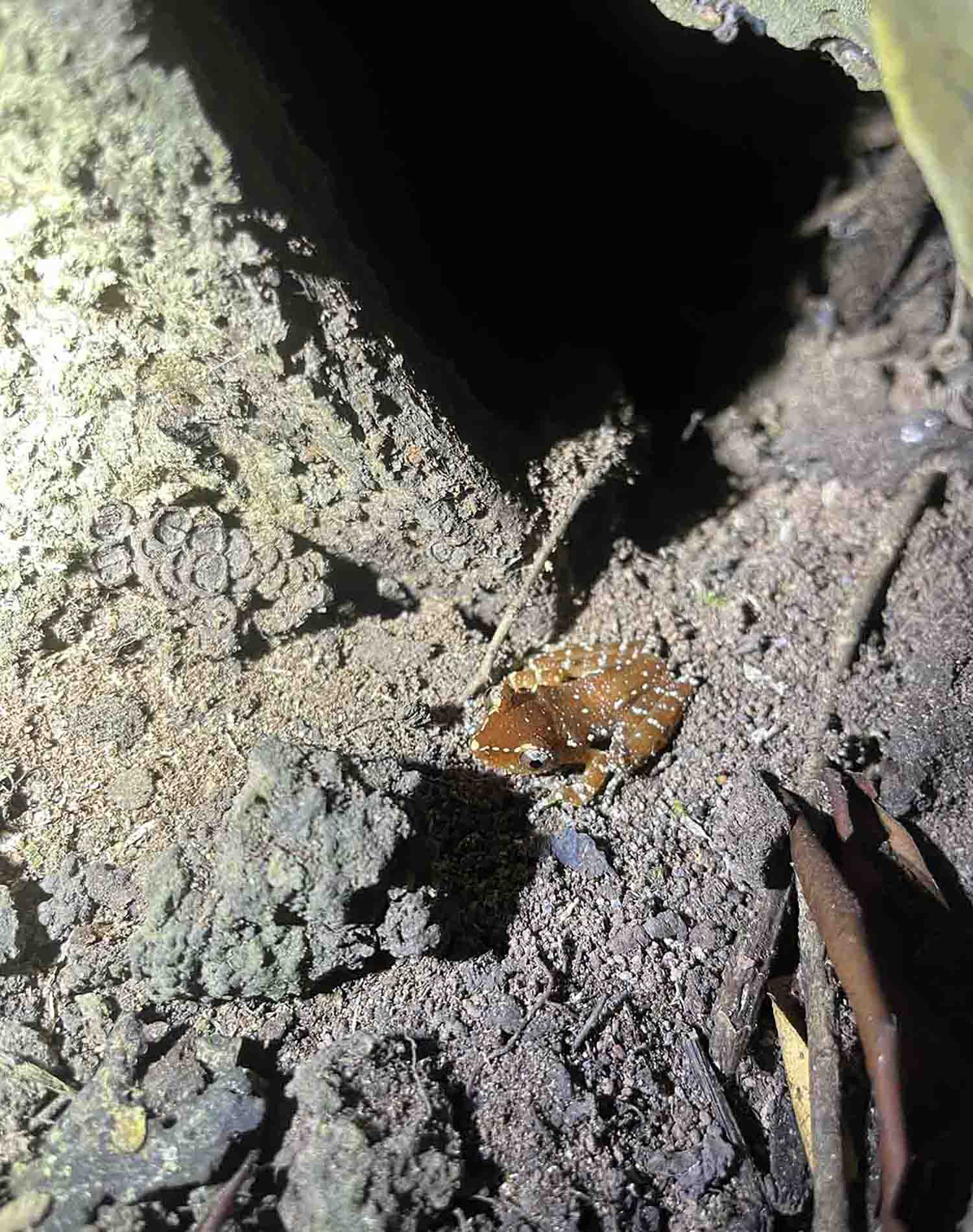 Cinnamon Frog, taken by Hannah Shapland in Kinabatangan, Sabah, during her placement at DGFC
