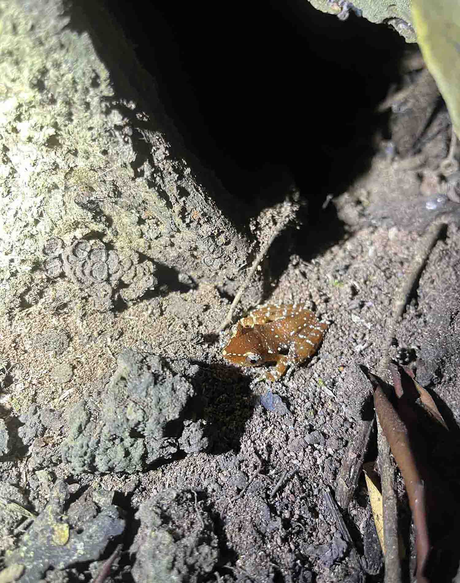 Cinnamon Frog Cinnamon Frog, taken by Hannah Shapland in Kinabatangan, Sabah, during her placement at DGFC