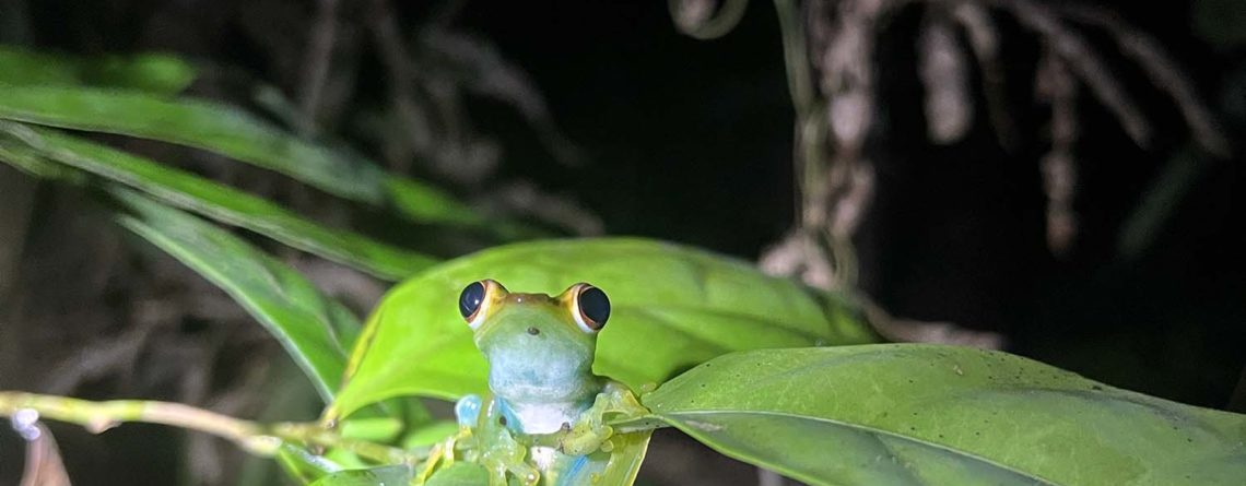 Hannah Shapland with a Jade Tree frog, during her Professional Training Year at DGFC in Kinabatangan, Sabah