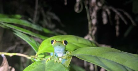 Hannah Shapland with a Jade Tree frog, during her Professional Training Year at DGFC in Kinabatangan, Sabah