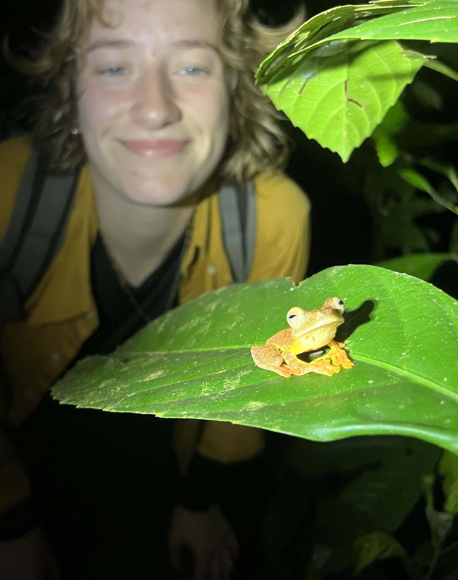 Hannah with a Harlequin Tree frog Hannah Shapland with a Harlequin Tree frog, during her Professional Training Year at DGFC in Kinabatangan, Sabah