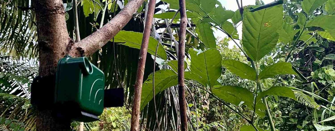 AudioMoth in Kinabatangan forest for acoustic monitoring
