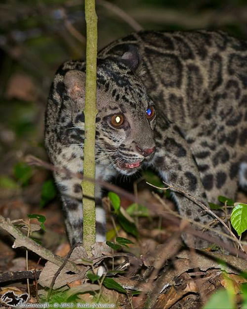 Clouded leopard_placeholder