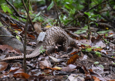 Role of pangolins in the emergence of SARS-CoV-2 and other viruses in humans