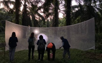 Microphones could help track disease risk in the wild