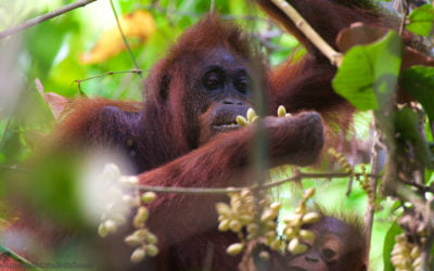 Half-Earth doubles gains for orangutans