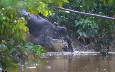 Asian elephants prefer habitats on the boundaries of protected areas
