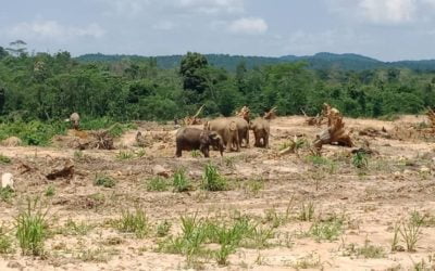 Protecting all remaining forests and abandoning the Sukau bridge project crucial for the future of Kinabatangan elephants