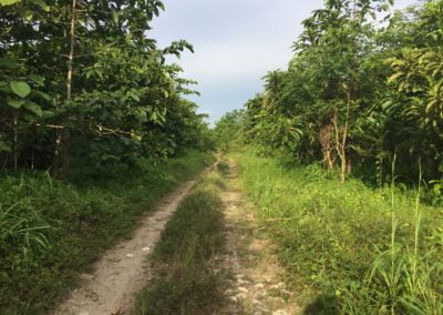 Ladang Kinabatangan Restoration
