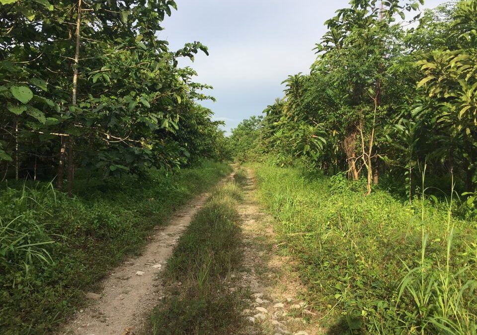 Ladang Kinabatangan Restoration