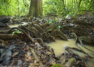 Forest composition, regeneration and DNA barcoding