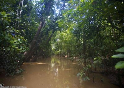 The Kinabatangan Corridor Research Project: Designing living landscapes for conservation in Sabah, Borneo