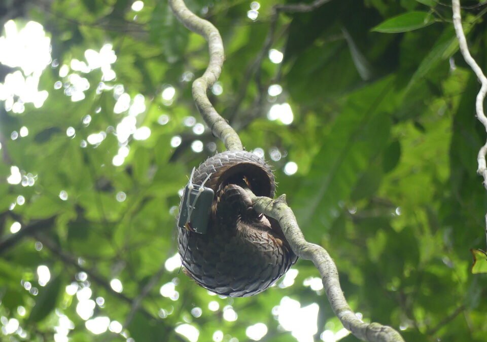 Landscape ecology and behavioral responses of the Sunda pangolin (Manis javanica) to habitat fragmentation and degradation in Sabah, Malaysia
