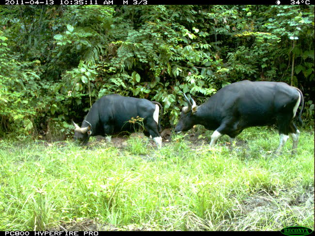 Banteng (1) (3)
