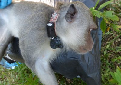 The MONKEYBAR Project