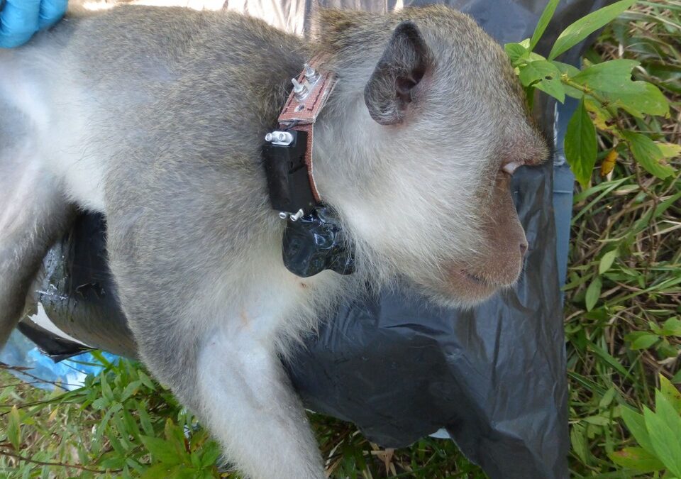 The MONKEYBAR Project