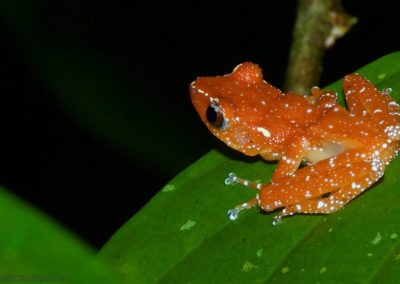 Understanding Anura responses to rainforest fragmentation and oil palm agriculture