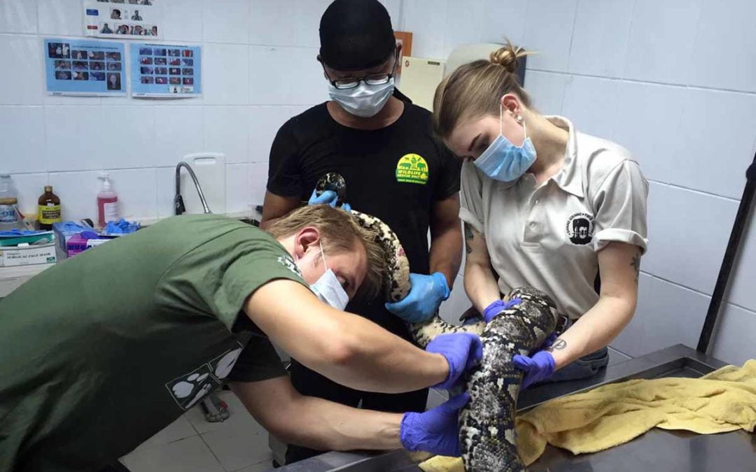 A Study of Reticulated Pythons in the Kinabatangan – Coping with an Altered Landscape