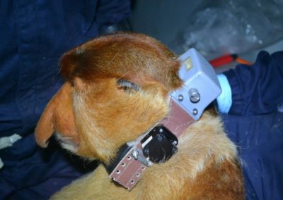 Fragment size, edge effects, and anthropogenic factors influences on the movement, distribution of proboscis monkeys (Nasalis larvatus) in the Kinabatangan Floodplain, Sabah