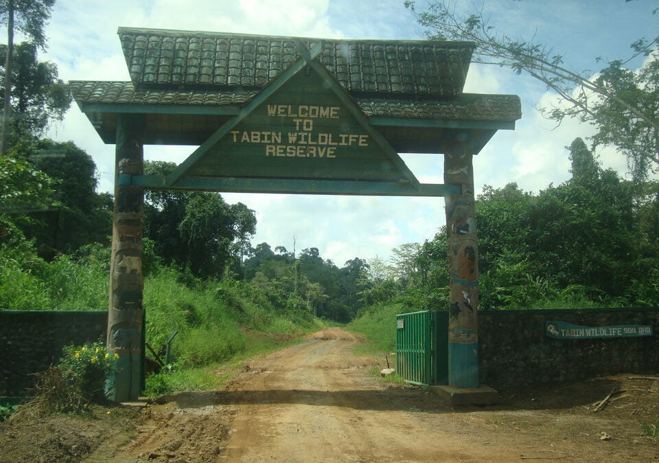 The natural history, non-invasive sampling, activity patterns and population genetic structure of the Bornean banteng Bos javanicus lowi in Sabah, Malaysian Borneo.