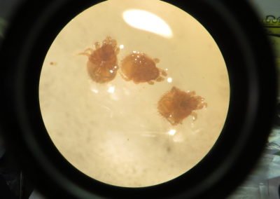 Potential typhus vectors from wildlife hosts in the Lower Kinabatangan Wildlife Sanctuary, Sabah