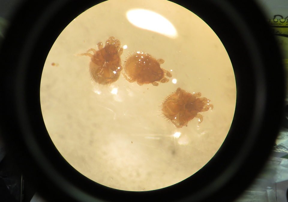 Potential typhus vectors from wildlife hosts in the Lower Kinabatangan Wildlife Sanctuary, Sabah