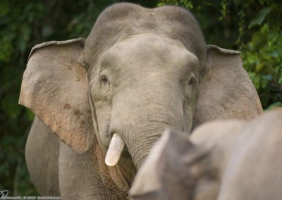 Living with Elephants: Long term solutions for human-elephant conflicts in Sabah