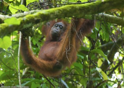 Orang-utan Paternity/Relatedness Project