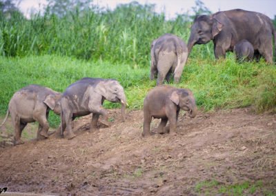 The Movement Ecology and Behaviour of the Bornean elephant in the Highly Fragmented Habitat of the Lower Kinabatangan Wildlife Sanctuary, Sabah, Malaysia, Borneo