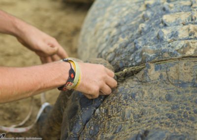 Landscape Genetics and Habitat Viability of the Estuarine Crocodile in Sabah