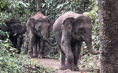 The Return of the Elephants