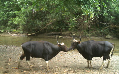 Banteng uplisted to critically endangered as a result of incessant poaching and habitat loss.
