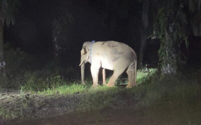 Beyond the Band-Aid: Tackling the Root Causes of Human-Elephant Conflict in Central Sabah