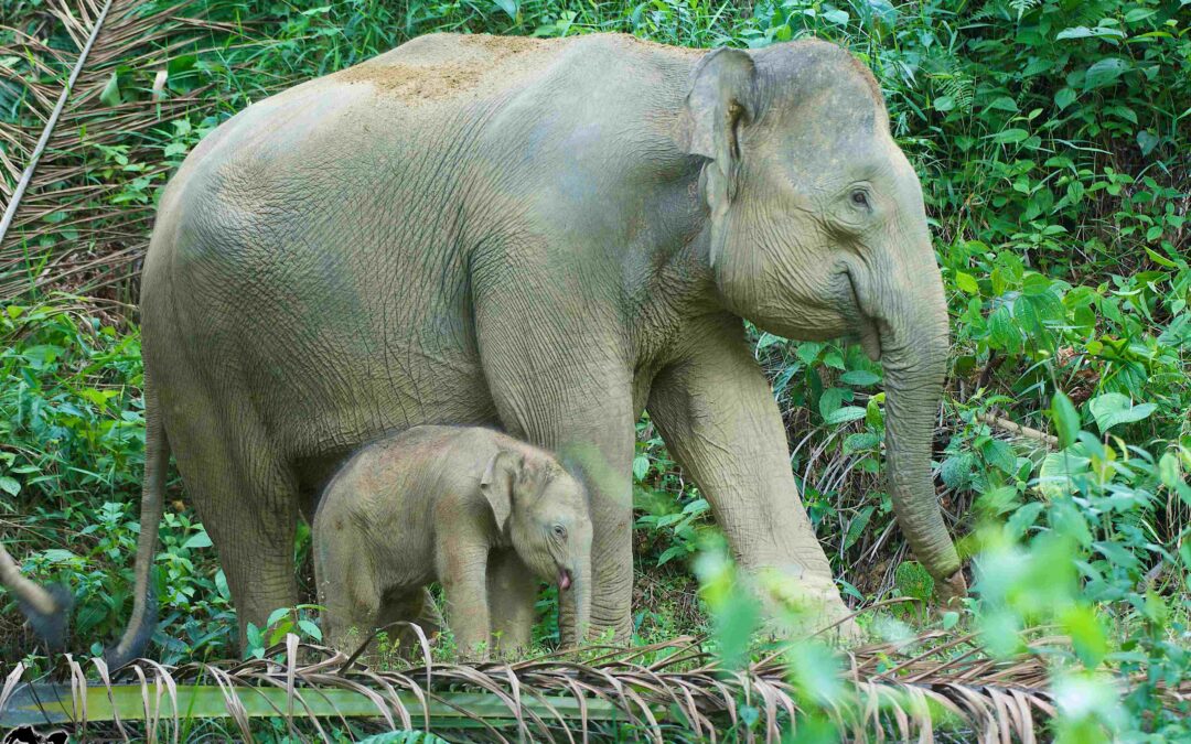 Reducing negative impacts on elephants from construction of the Pan-Borneo Highway in Sabah
